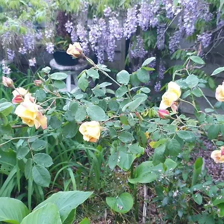 Du Petit Bonheur Biscarrosse