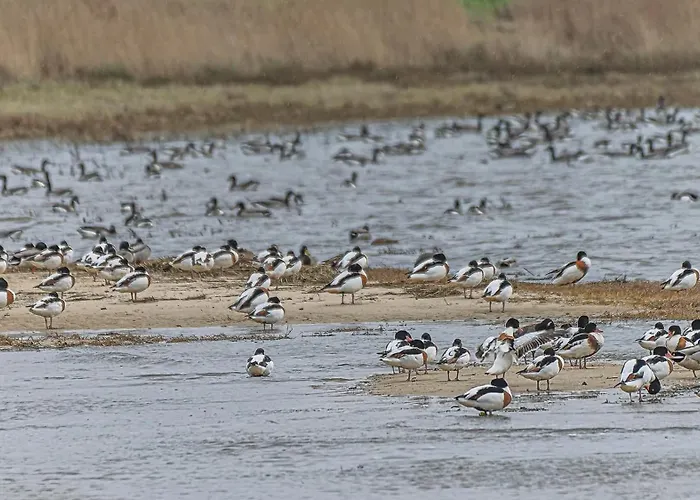 לינה וארוחת בוקר Du Petit Bonheur *